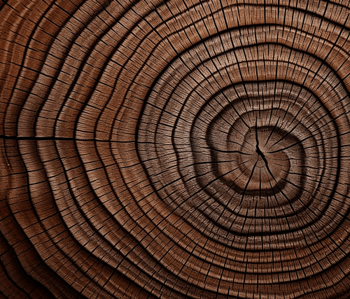 Close-up of tree stump showing concentric growth rings and natural wood texture